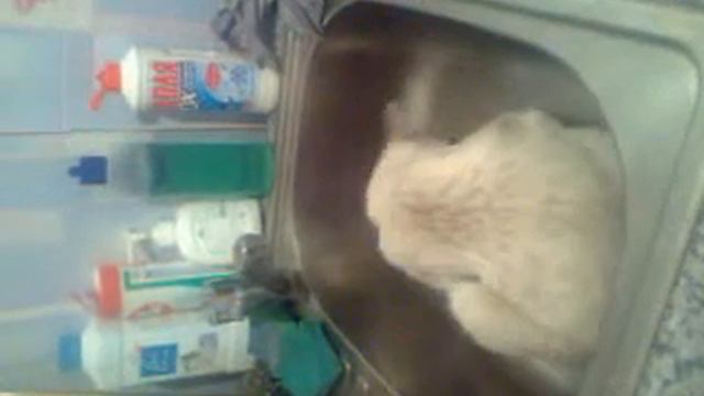 Кот в раковине! смотреть онлайн