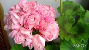 Fischer's Appleblossom сортовая пеларгония #сочинцы #сочи2022
