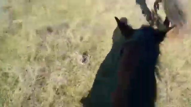 На своё день рождение искали лошадей в горах, больше 3 часов. смотреть онлайн