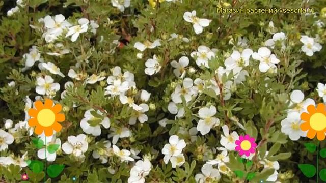 Лапчатка кустарниковая Эбботсвуд. Краткий обзор, описание potentilla fruticosa Abbotswood смотреть онлайн
