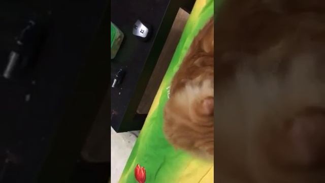 Расчёсывание мейн-куна смотреть онлайн