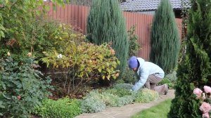 Подготовка метельчатой ГОРТЕНЗИИ к зиме