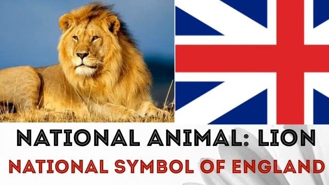 National Symbols Of England   National Day, Flower, Animal, Bird, And National Flag