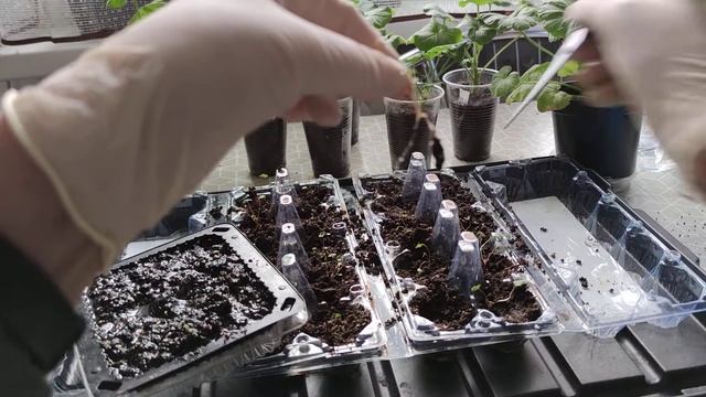 Земляника Барон Солемахер, пикирование рассады смотреть онлайн