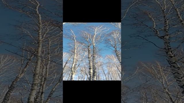 Сильный ветер шатает деревья