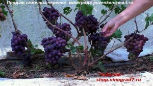 Виноград ПАЛЬМИРА или НЕВЕСТА ПУСТЫНИ - крупная вкусняшка раннего срока созревания (Пузенко Н.Л.)