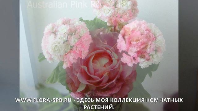 НАСЛАЖДАЙТЕСЬ! МОИ РОЗЕБУДНЫЕ ПЕЛАРГОНИИ.Часть 1. смотреть онлайн