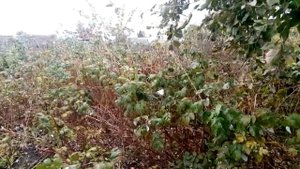 Как заработать 250 тысяч на своем огороде за один сезон