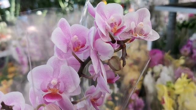 Биглипы, Frontera, Ferrara и другие орхидеи с названиями в магазине OBI г. Омск. смотреть онлайн