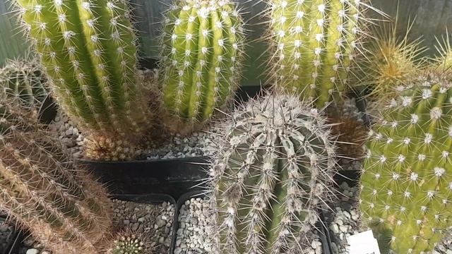 Кактус эхинопсис.Что делать,если обгорел на солнце?Cacteencollection.75
