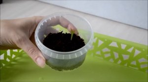 Выращивание цветов из семян - Лилейники