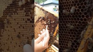 Как получают, (собирают) маточное молочко? Пчеловодство, пасека.