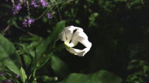 Fragrant Samoan Gardenia blooming on the Big Island of Hawaii