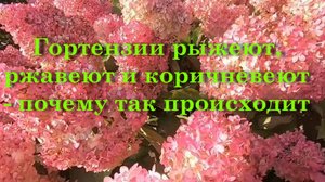 Гортензии рыжеют, ржавеют и коричневеют почему так происходит