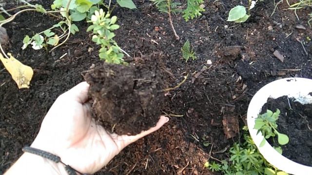 Декоративные кустарники из черенка! Получилось укоренить с первого раза! смотреть онлайн