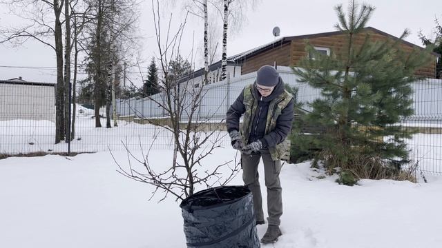 Обрезка молодой яблони смотреть онлайн