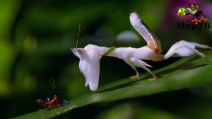 Богомол в деле! БОГОМОЛ против Ящерицы, Змеи, Мыши, Паука.