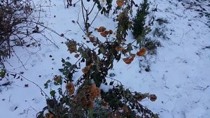 Обрезка сада осенью? Какие растения и плодовые деревья не стоит обрезать под зиму.