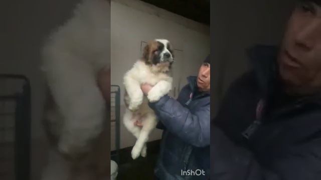 biggest Alabai dog смотреть онлайн