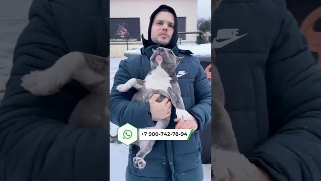 Американский булли типа микро, девочка от AlfaBulls за 300.000₽ доступен к продаже смотреть онлайн