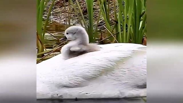 Swans with chicks. Protecting your chicks! / Лебеди с Лебедятами. Защита своих птенцов! смотреть онлайн