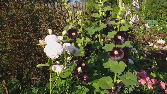 РОЗЫ сравнение двух  ПОХОЖИХ сортов СЦЕПТРД АЙЛ и ХЕРИТЕДЖ #розы #розыостина