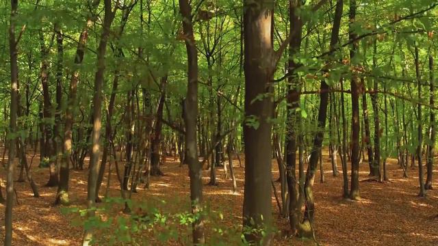Бабушка кричала застряв в зыбучей трясине, но на стон пришел только волк смотреть онлайн