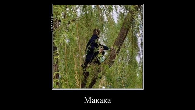 VLOG|Димка, Полинка, Вероника и макаки |свой контактный зоопарк смотреть онлайн