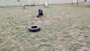 Ротвейлер в деле