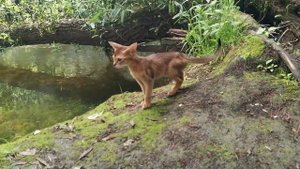 Абиссинская кошка дикого окраса