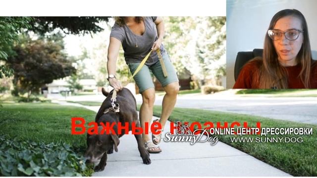 Как отучить собаку тянуть поводок? как научить собаку спокойно идти на прогулке? смотреть онлайн