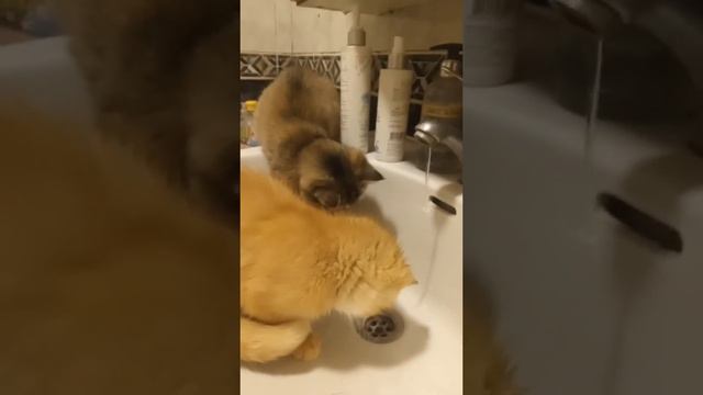 Шотландский золотой котенок