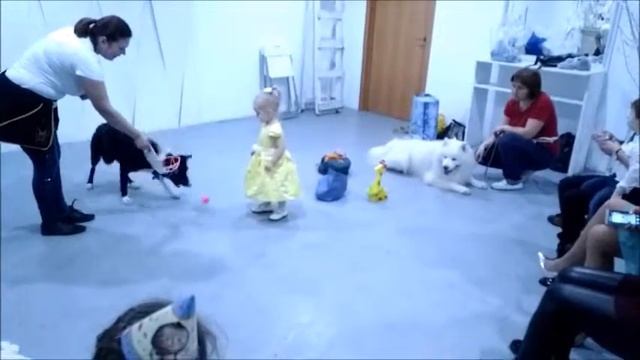 Дрессированная собака на праздник в Курске смотреть онлайн