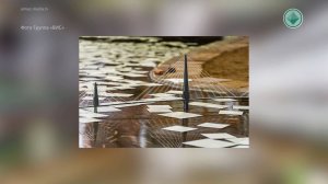 Конструкция моста через реку Лена прошла первые натурные испытания