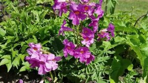 ?35 ЦВЕТОВ ИЮНЯ: зимостойкие многолетники для сада, которые стоит посадить в августе (апреле-мае)