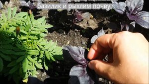 Базилик. Посадка, прищипывание.