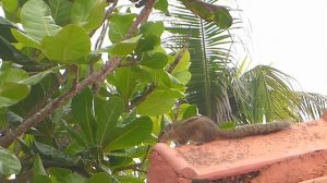 Lanka super corals, Sri-lanka