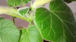 БУТЫЛОЧНОЕ РАСТЕНИЕ - УНКАРИНА ROEOESLIANA