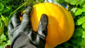 05.09.22.Дача..Кабачки патиссоны и тыквы собираю урожай и удаляю ботву..