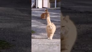 Смешные коты! самые смешные коты 2023 ОЧЕНЬ СМЕШНО//2023 КОТЫ