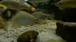 Речные рыбы в аквариуме