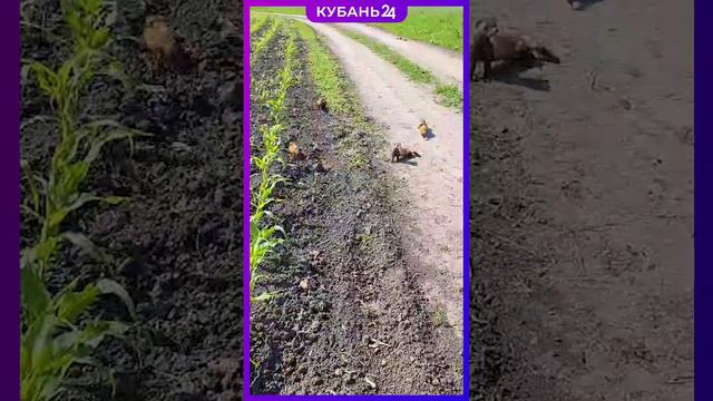 Когда перешел дорогу хорькам…