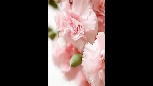 Цветы гвоздики