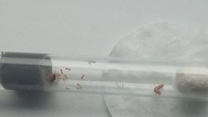 Муравьи Lasius Flavus. Поднятие вида.#1