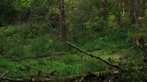 Щебетание Птиц - 1 Час Пения Птиц в Утреннем Лесу