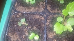 2017.03.13.Обзор земляники выращенной из семян. Сорт "ЛЮБАША".