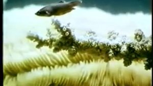 Многоклеточные животные. Тип Кишечнополостные