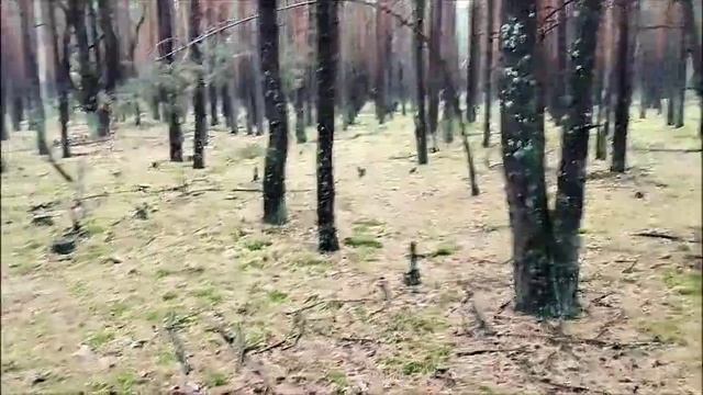 Что это ,мистическое дерево или языческое капище? смотреть онлайн