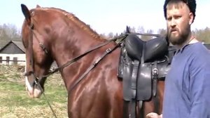 Повод и чумбур (чомбур) на Казачьей уздечке (В казачьей седловке). Для чего нужны и в чем различие.