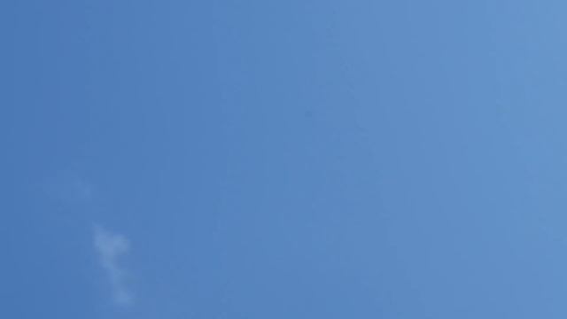 10.04.19. Falcon Saker Falcon attacking pigeons. Сокол Балобан атакует голубей.